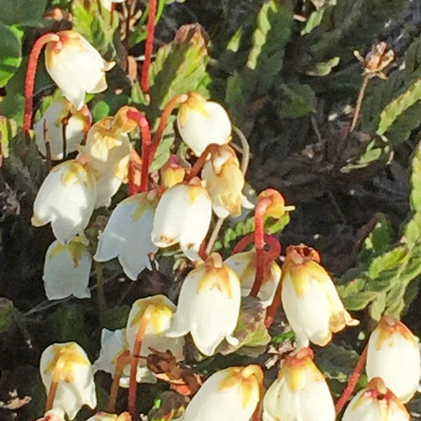 Cassiope tetragona Svalbard Isfjorden 2016 2 RE a